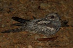 Black-shouldered Nightjar